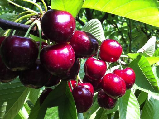 Frutta a Km 0 | La Malintesa